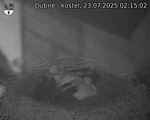 Capi_Dubne_20250723_021502.jpg