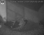 Capi_Dubne_20250723_022503.jpg