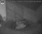 Capi_Dubne_20250723_024502.jpg
