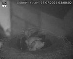 Capi_Dubne_20250723_030002.jpg
