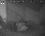 Capi_Dubne_20250723_030502.jpg