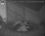 Capi_Dubne_20250723_032502.jpg