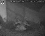 Capi_Dubne_20250723_035503.jpg