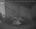 Capi_Dubne_20250723_041002.jpg