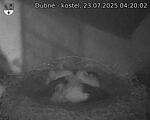Capi_Dubne_20250723_042002.jpg