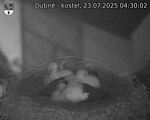 Capi_Dubne_20250723_043002.jpg