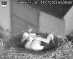 Capi_Dubne_20250723_045003.jpg