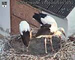 Capi_Dubne_20250723_051002.jpg