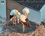 Capi_Dubne_20250723_053503.jpg