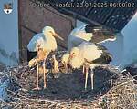 Capi_Dubne_20250723_060002.jpg