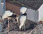 Capi_Dubne_20250723_065003.jpg