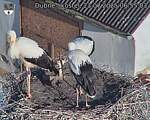 Capi_Dubne_20250723_065503.jpg