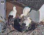 Capi_Dubne_20250723_070003.jpg