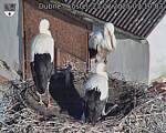 Capi_Dubne_20250723_071003.jpg