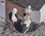 Capi_Dubne_20250723_071502.jpg