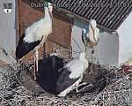 Capi_Dubne_20250723_072003.jpg