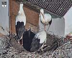 Capi_Dubne_20250723_073003.jpg