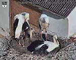 Capi_Dubne_20250723_073503.jpg