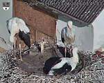 Capi_Dubne_20250723_074503.jpg