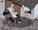 Capi_Dubne_20250723_081503.jpg