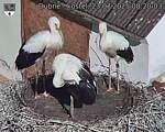 Capi_Dubne_20250723_082003.jpg