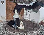Capi_Dubne_20250723_084503.jpg