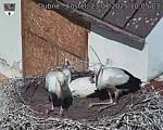 Capi_Dubne_20250723_100503.jpg