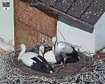 Capi_Dubne_20250723_102002.jpg