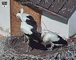Capi_Dubne_20250723_105002.jpg