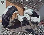 Capi_Dubne_20250723_125503.jpg