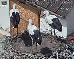 Capi_Dubne_20250723_130503.jpg