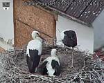 Capi_Dubne_20250723_134002.jpg