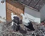 Capi_Dubne_20250723_140003.jpg