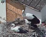 Capi_Dubne_20250723_141003.jpg