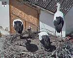 Capi_Dubne_20250723_142003.jpg