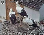 Capi_Dubne_20250723_142503.jpg