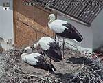 Capi_Dubne_20250723_144003.jpg