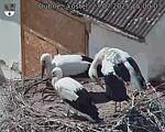 Capi_Dubne_20250723_150003.jpg