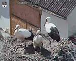 Capi_Dubne_20250723_152003.jpg