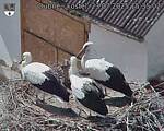 Capi_Dubne_20250723_153502.jpg