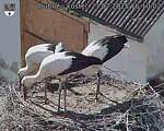 Capi_Dubne_20250723_161002.jpg