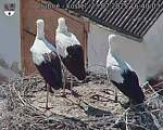 Capi_Dubne_20250723_164003.jpg