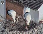 Capi_Dubne_20250725_065503.jpg
