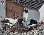 Capi_Dubne_20250725_070003.jpg