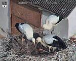 Capi_Dubne_20250725_070503.jpg