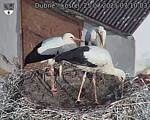 Capi_Dubne_20250725_071003.jpg