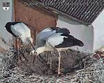 Capi_Dubne_20250725_071503.jpg