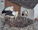 Capi_Dubne_20250725_072003.jpg