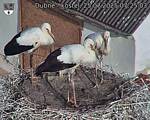 Capi_Dubne_20250725_072503.jpg