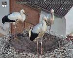 Capi_Dubne_20250725_073003.jpg